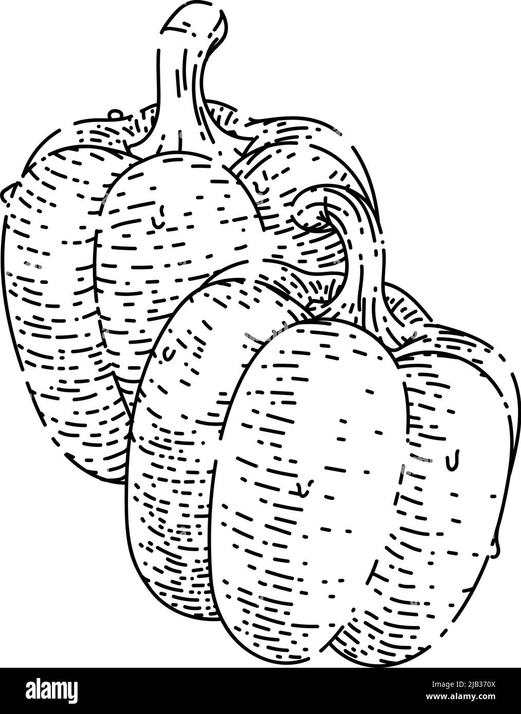 esquisse de poivre bulgare vecteur dessiné à la main Illustration de Vecteur