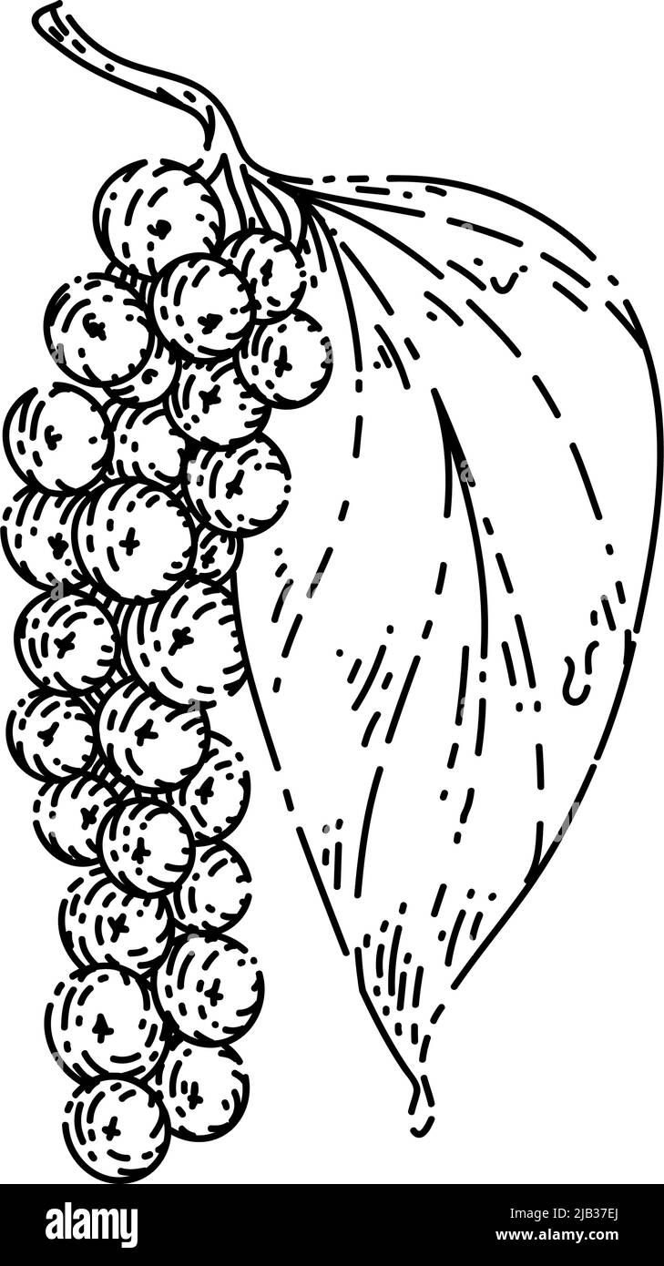 esquisse de branche de poivre de poivre de poivre vecteur dessiné à la main Illustration de Vecteur