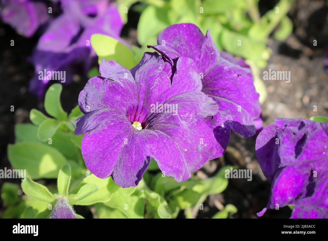 Fleurs violettes saturées de pétunias sur le parterre de fleurs de la ville. Mise au point sélective. Banque D'Images