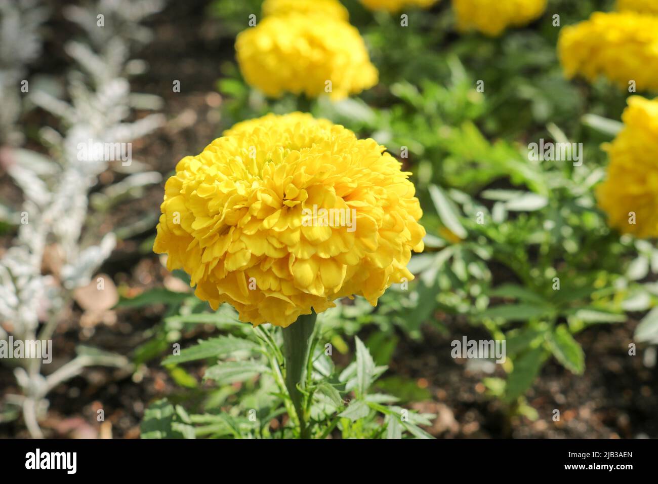 Marigolds jaunes dans un lit de fleurs en gros plan. Mise au point sélective. Banque D'Images