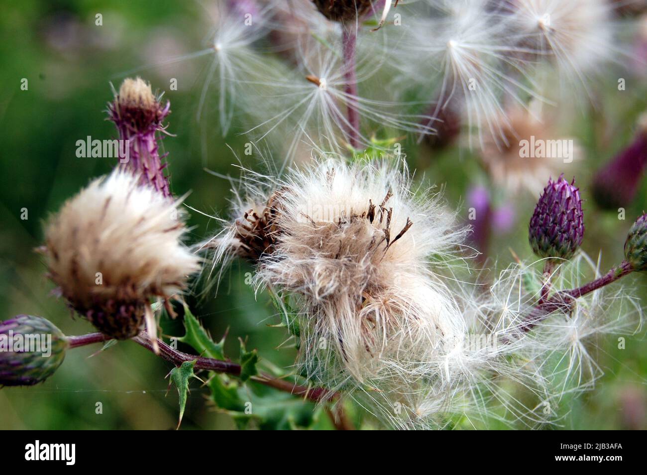 Thhistle rampant laisse aller de lui est Fluffy Seeds Banque D'Images