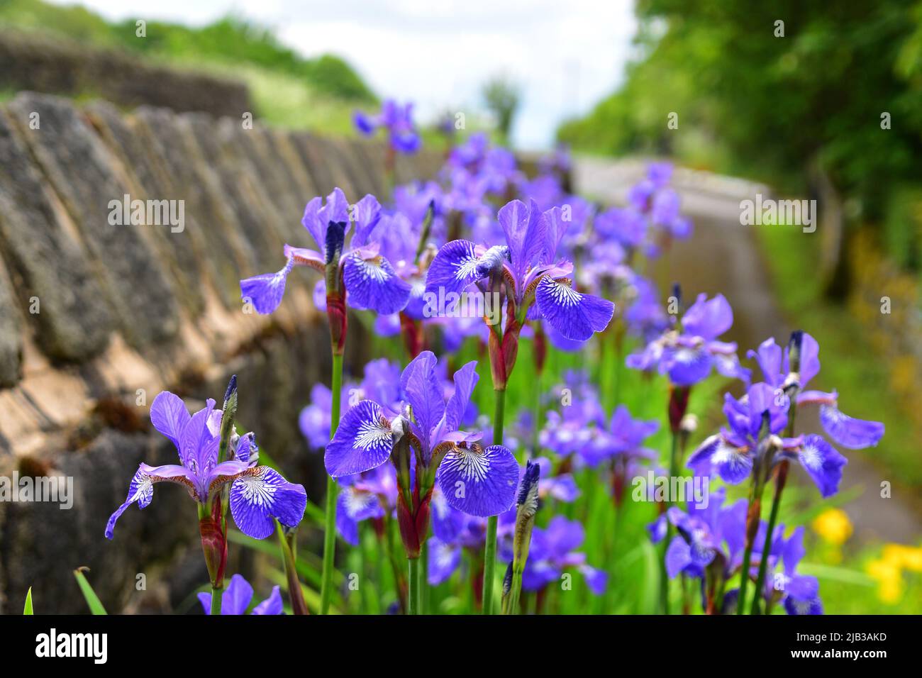 Iris versicolore Banque D'Images