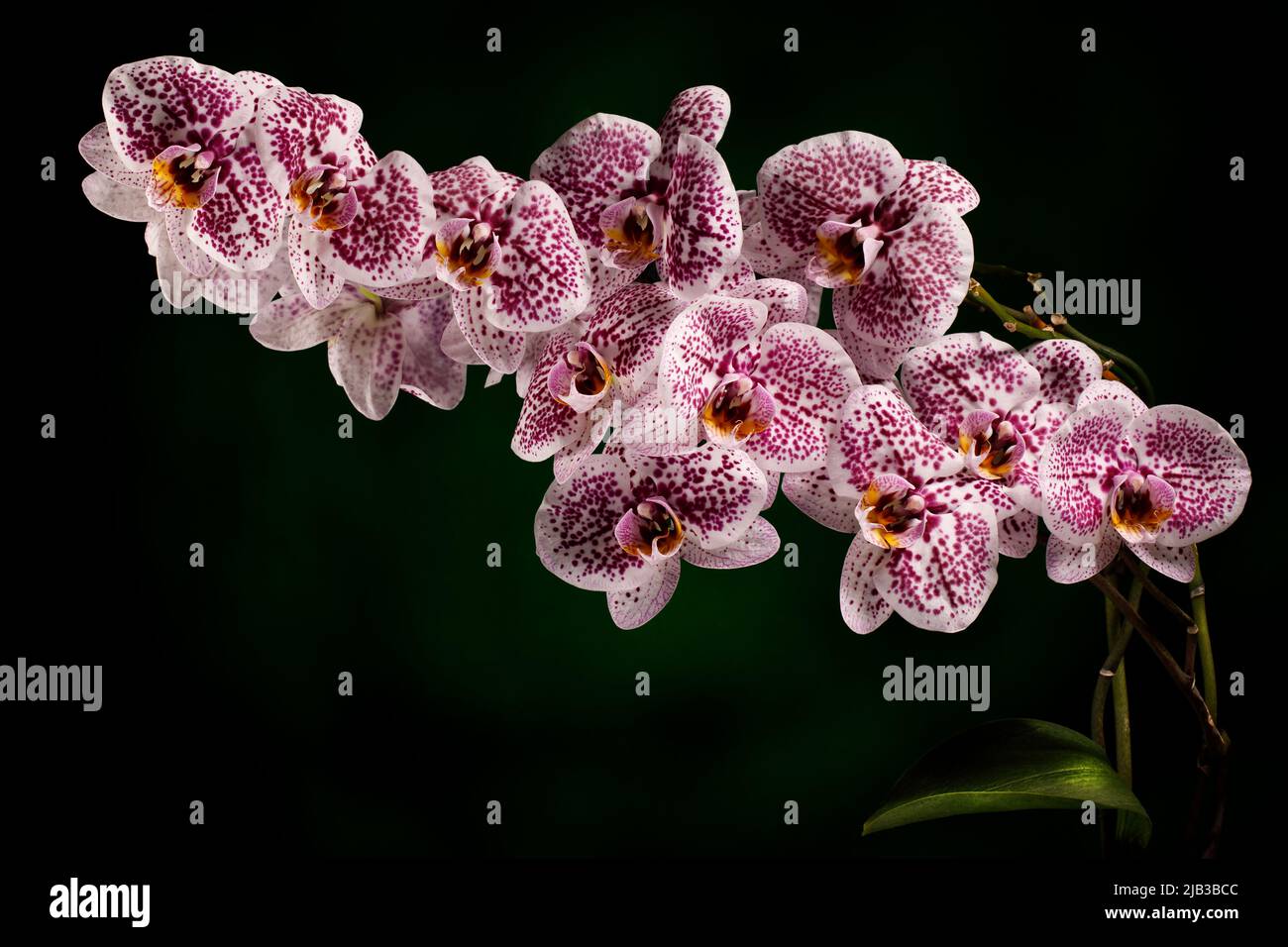 Branche d'orchidée dalmate rose isolée sur fond vert foncé. Espace libre pour le texte de la photo. Banque D'Images