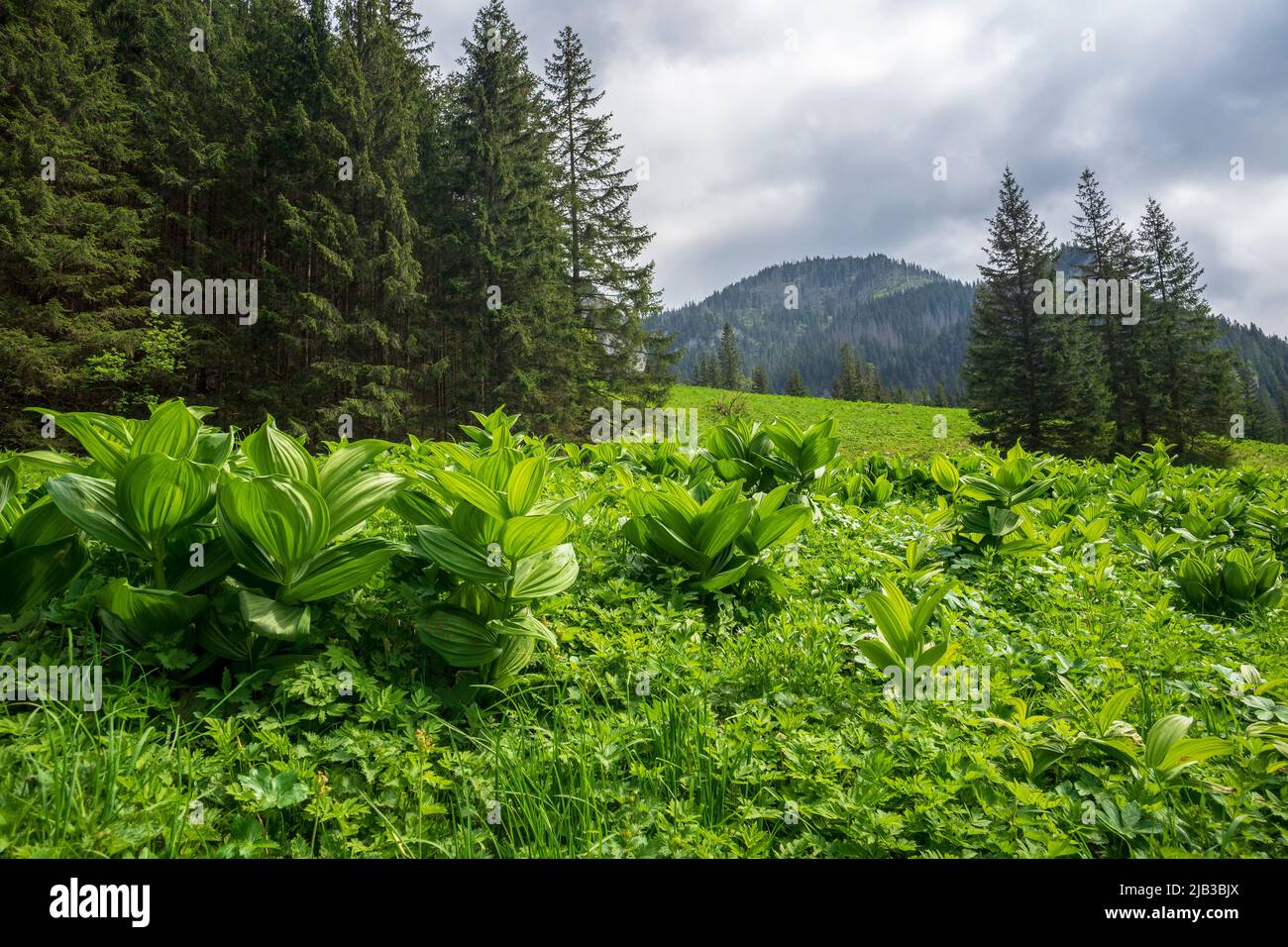 Grand paysage de printemps dans la vallée de Koscieliska. Tatras de l'Ouest. Banque D'Images