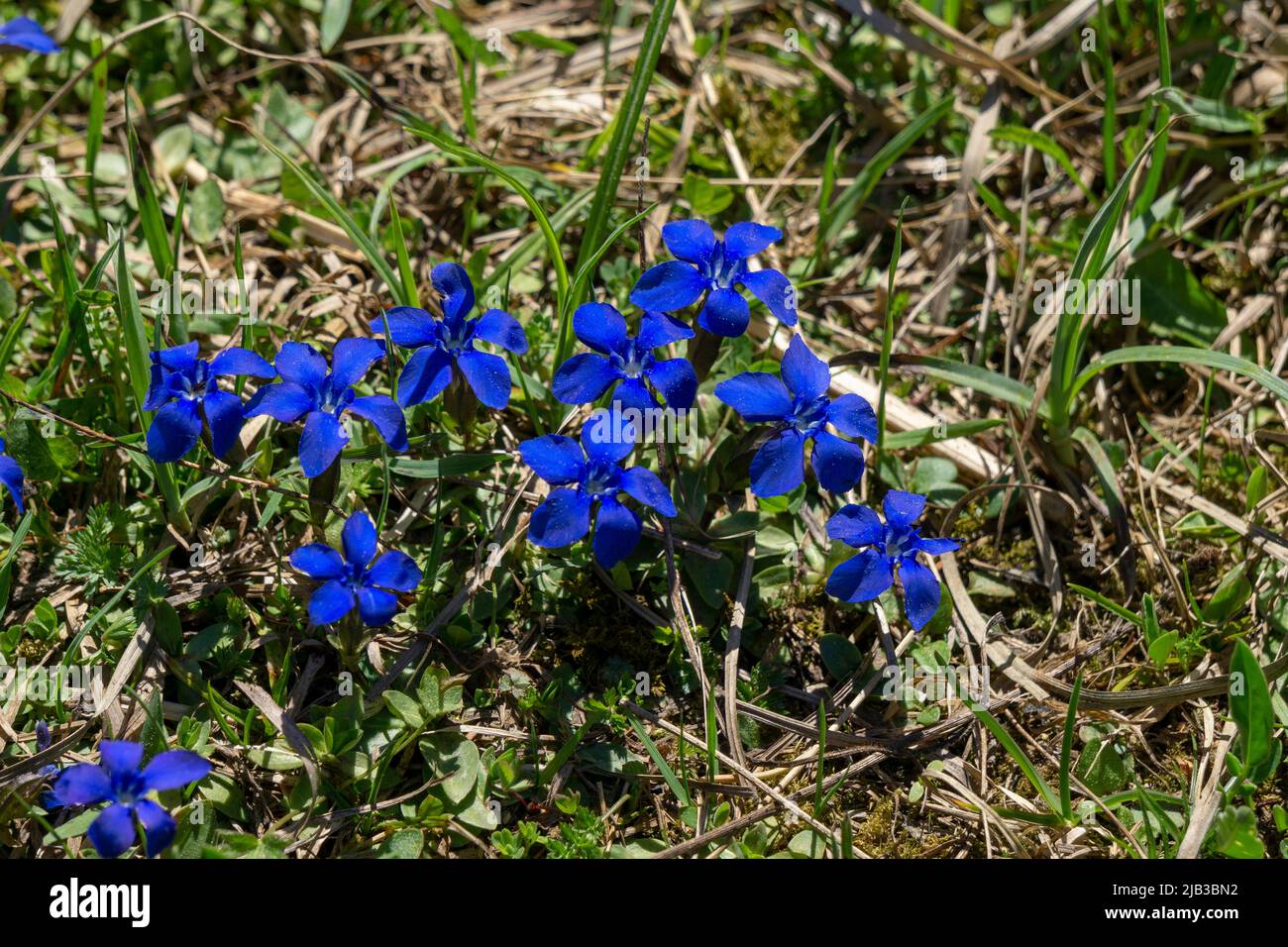 Gentiana verna fleurit dans les montagnes Tatra. Banque D'Images
