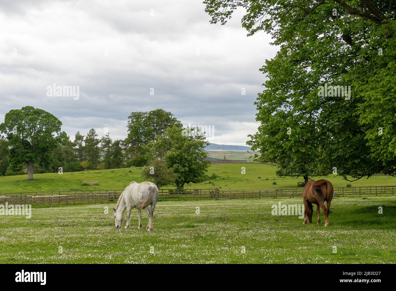 Vue avec les chevaux à la tour Lilburn, près de Wooler, Northumberland, Royaume-Uni, un manoir de jardins ouverts par le National Gardens Scheme. Banque D'Images