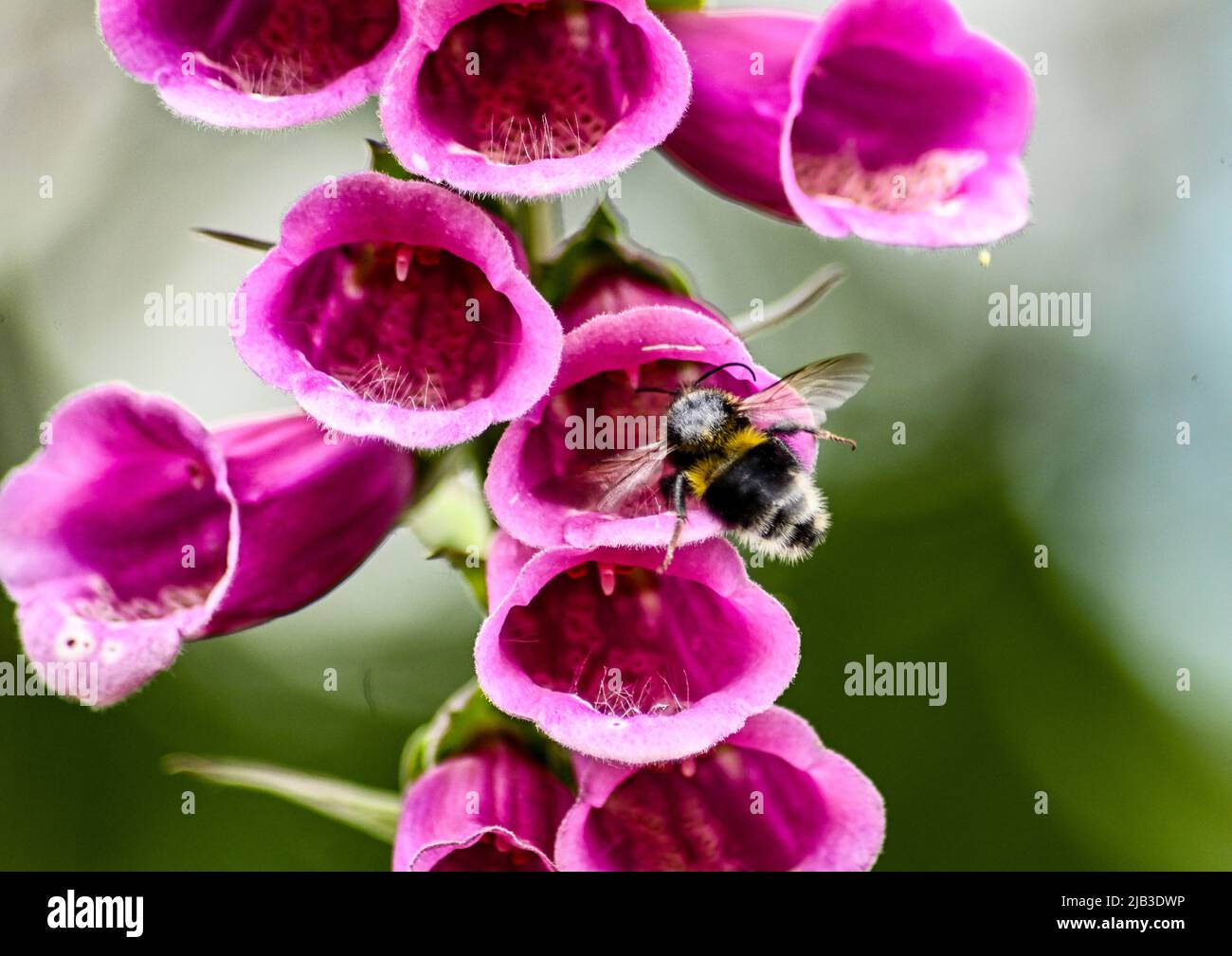Bumblebee à queue blanche, Bombus lucorum entrant dans une fleur pourpre de Foxglove Digitalis Dalmatian Banque D'Images