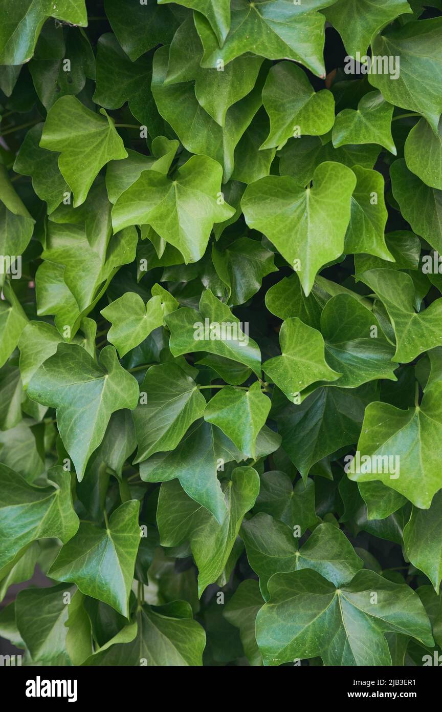 photo couleur verticale des feuilles de lierre verte Banque D'Images