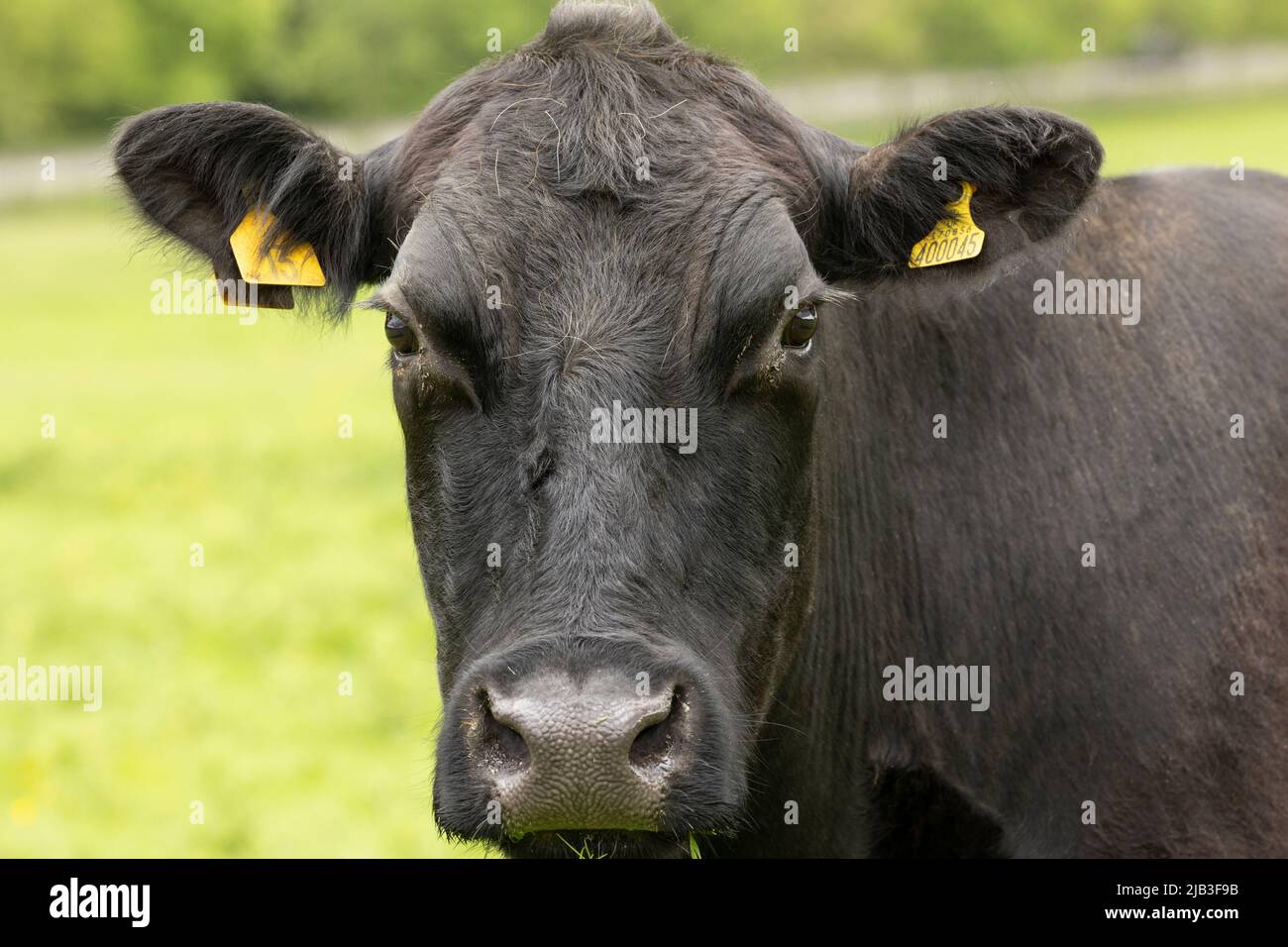 portrait d'une vache noire tournée vers l'avant en regardant l'appareil photo Banque D'Images