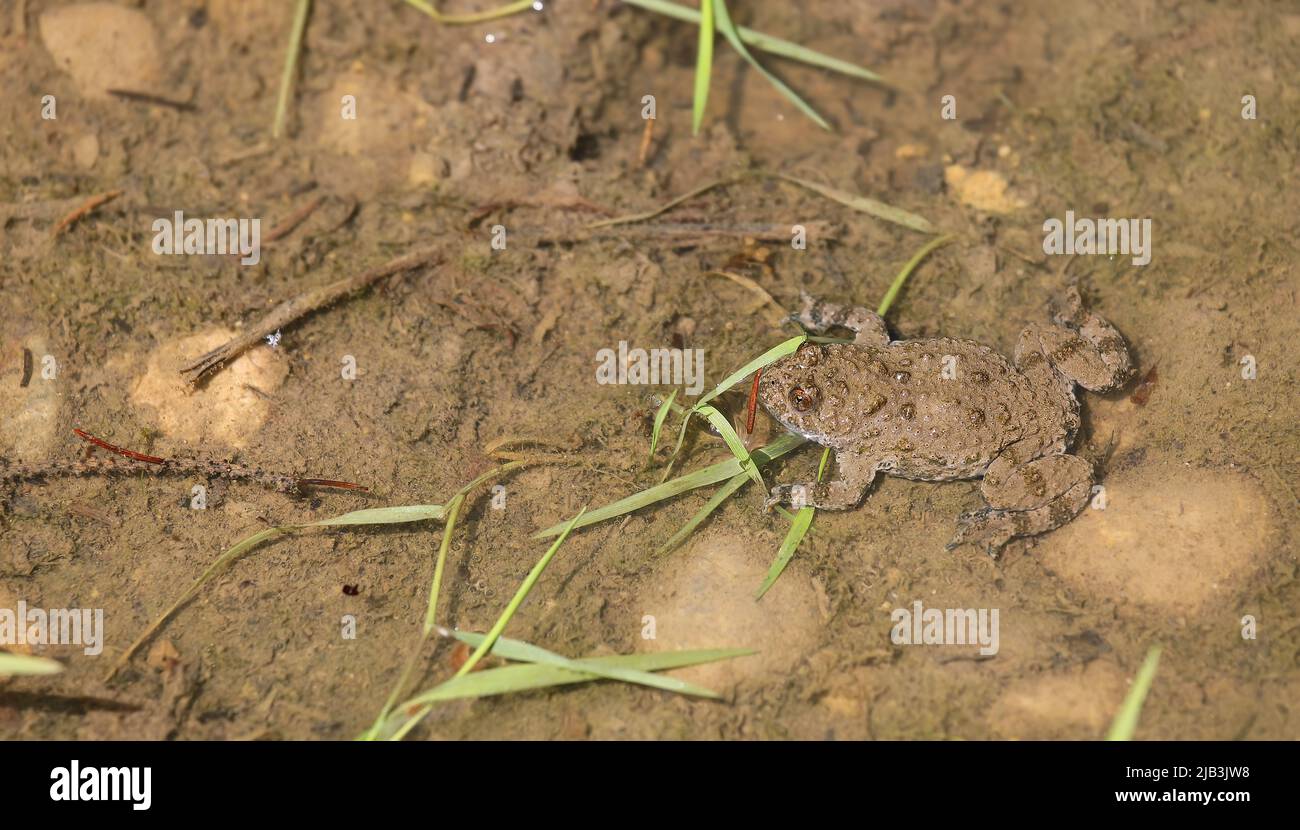 Crapaud à ventre jaune - Bombina variegata - dans son habitat près de Munich, Allemagne Banque D'Images