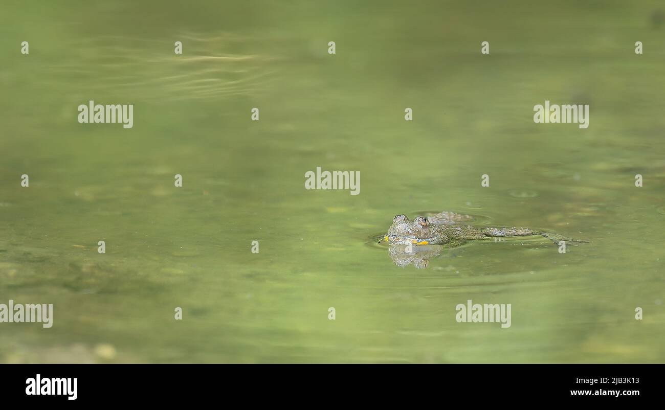 Crapaud à ventre jaune - Bombina variegata - dans son habitat près de Munich, Allemagne Banque D'Images