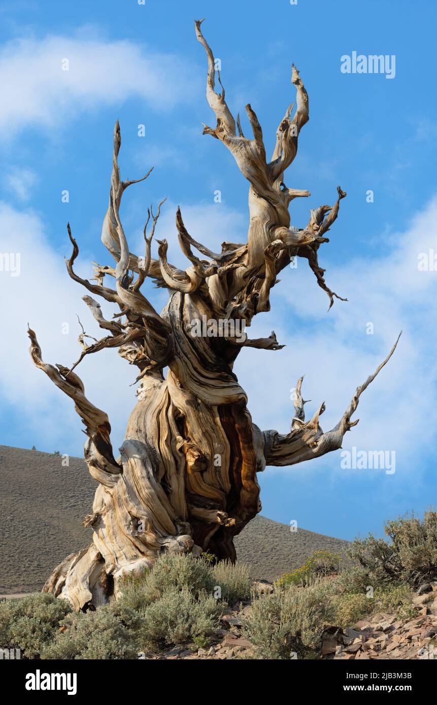 Arbre de pin de Bristlecone semé dans l'ancienne forêt de pins de Bristlecone, White Mountains, Californie. Banque D'Images