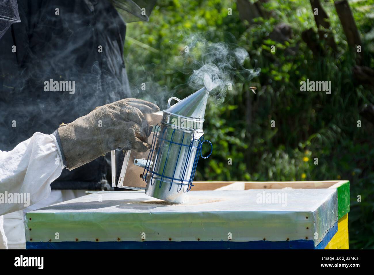 La main des apiculteurs tient le fumeur d'abeille avec des gants de protection dans un apier le matin ensoleillé du printemps. Concept d'apiculture Banque D'Images