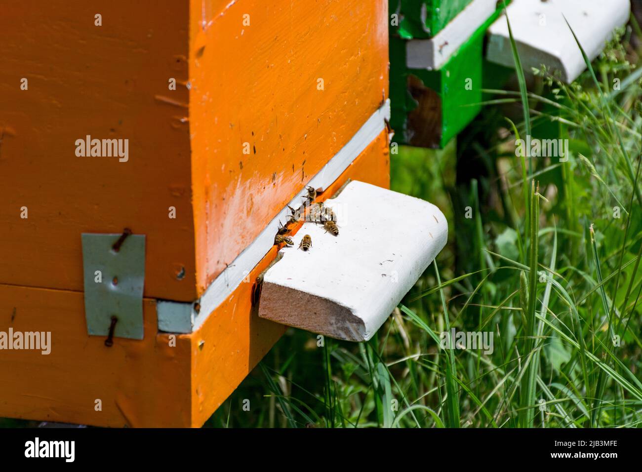 Les abeilles volent dans et hors de la ruche à travers un petit trou dans la ruche lors d'un jour de printemps ensoleillé dans un apiaire. Concept d'apiculture. Gros plan, mise au point sélective Banque D'Images