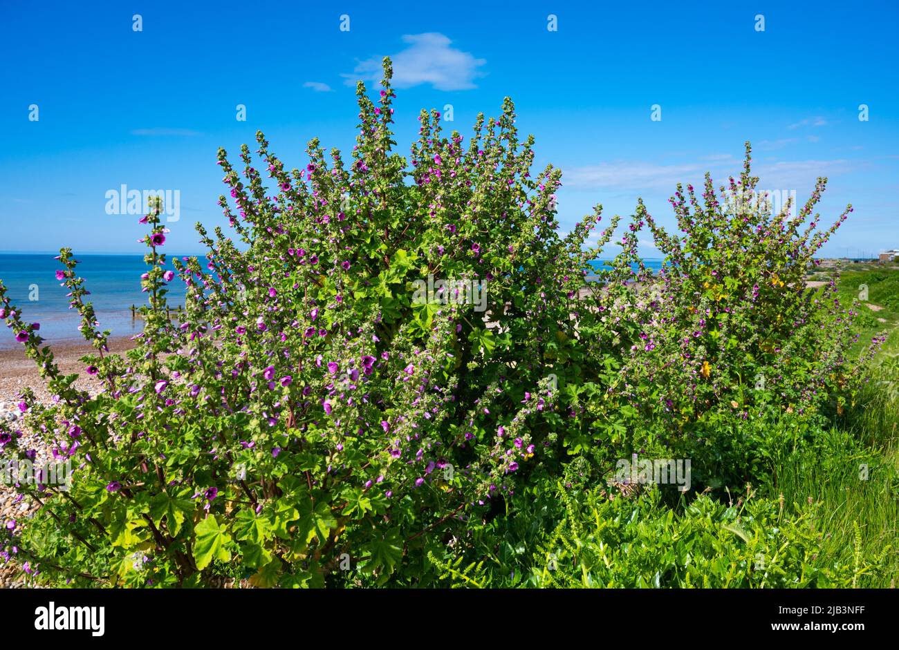 Tree Mallow (Malva arborea, Malva eriocalyx, Lavatera arborea), AKA Bush Mallow et Velvet Tree Mallow, sur une plage à Spring à West Sussex, Royaume-Uni. Banque D'Images