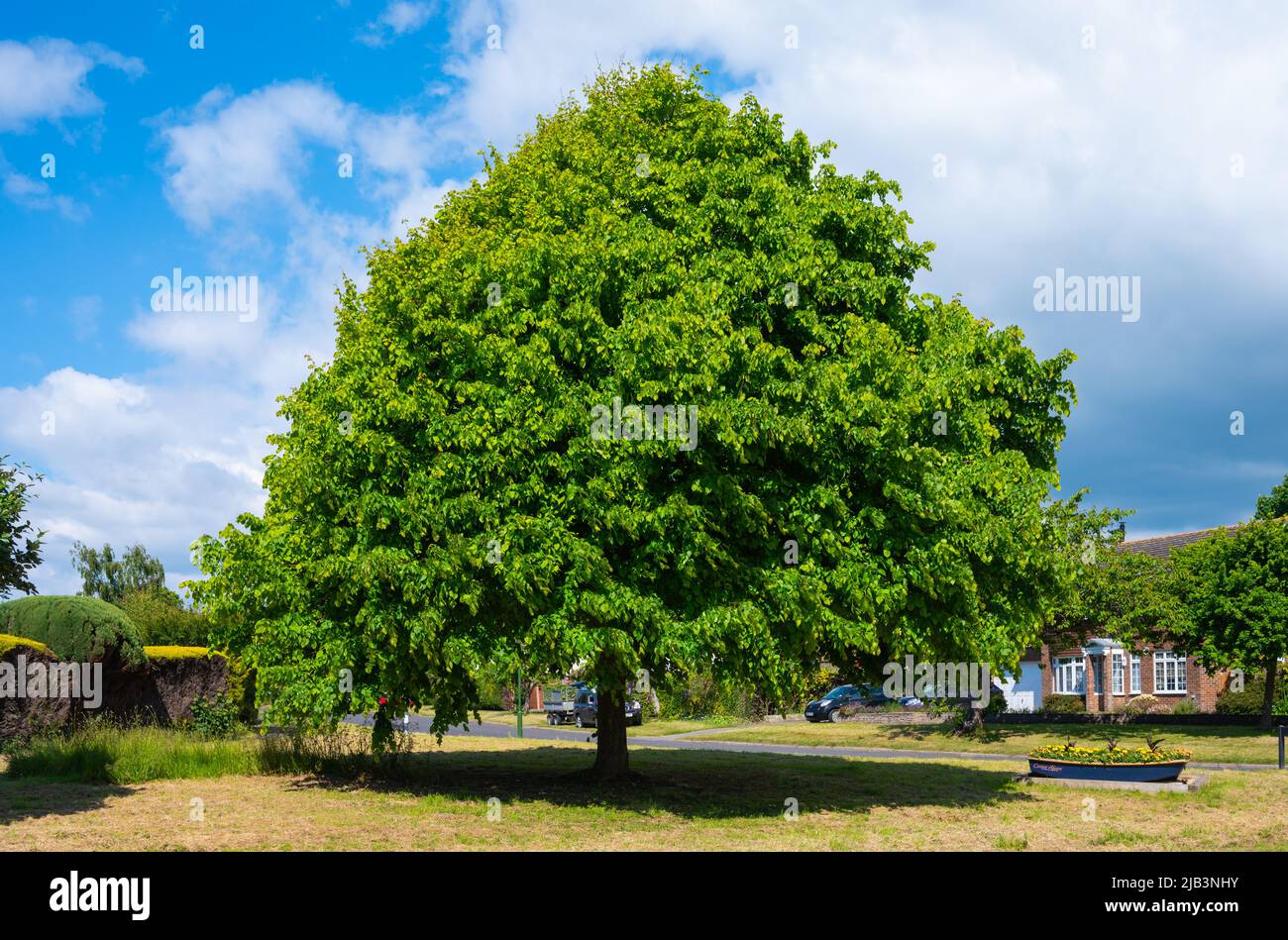 Grand arbre à chaux commune (Tilia x europaea) qui pousse sur une bordure d'herbe à la fin du printemps dans une zone résidentielle de West Sussex, Angleterre, Royaume-Uni. Banque D'Images