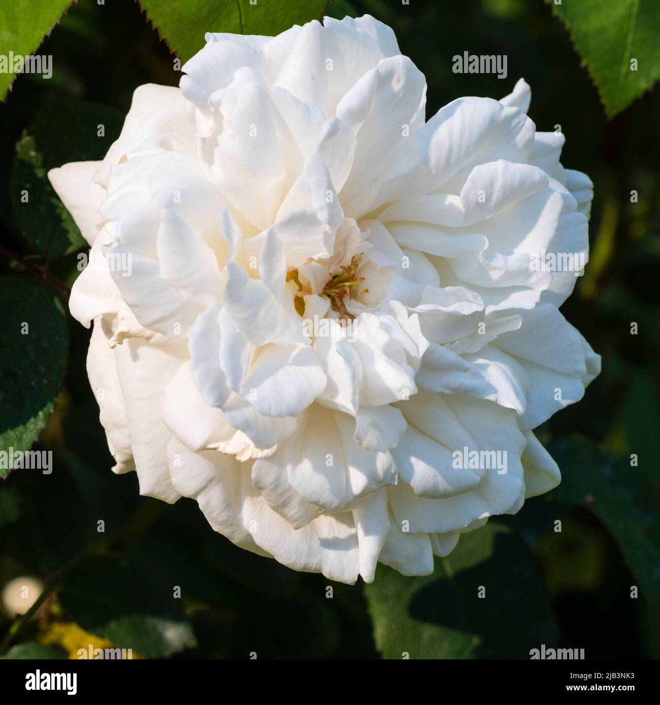Double fleur blanche parfumée de la fleur de la rose anglaise David Austin, cathédrale de Winchester Banque D'Images