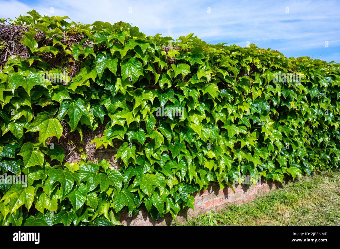 Vignes de super-réducteur japonais (Parthenocissus tricuspidata), AKA Boston ivy, Grape ivy, Japanese ivy & Woodbine poussant sur un mur au printemps en Angleterre, au Royaume-Uni Banque D'Images