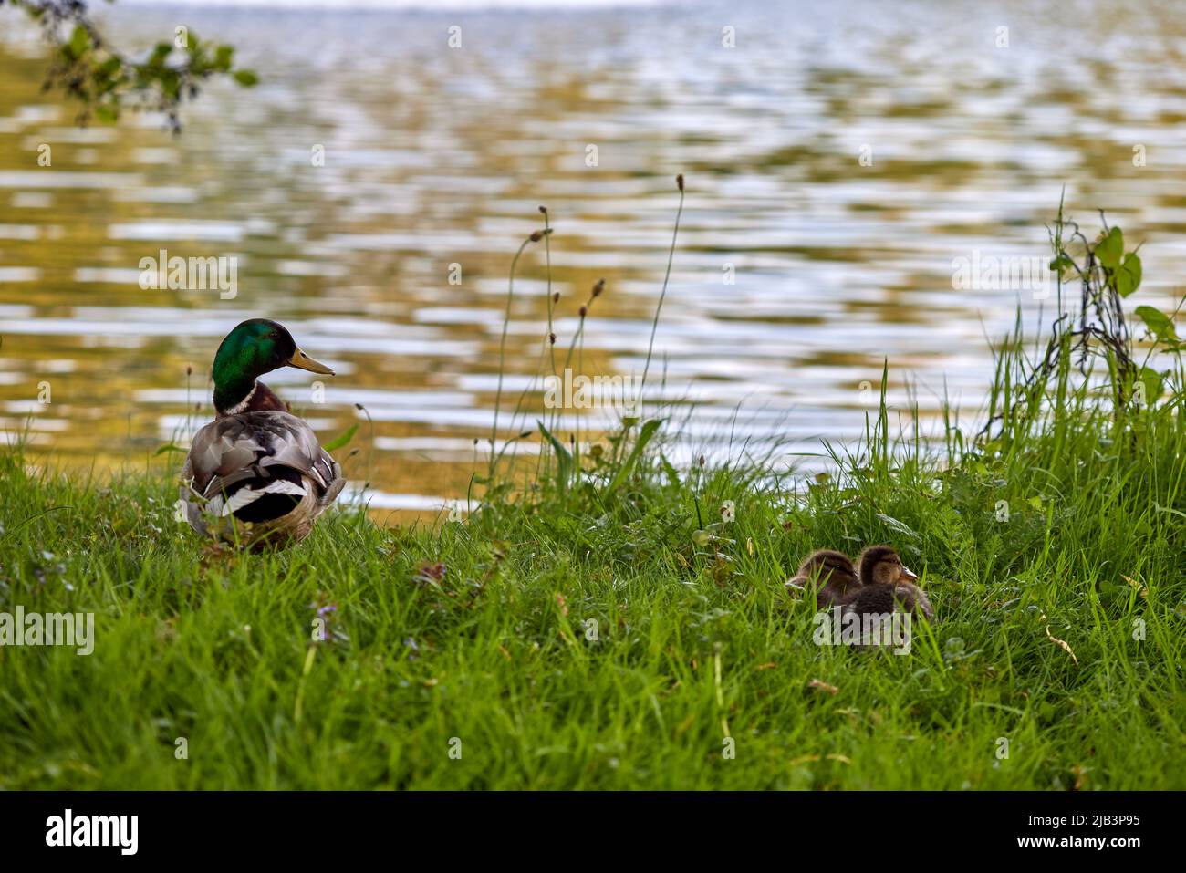 Canard sur l'herbe avec des bourgeons dans le domaine provincial Rivierenhof Park - Anvers Belgique Banque D'Images