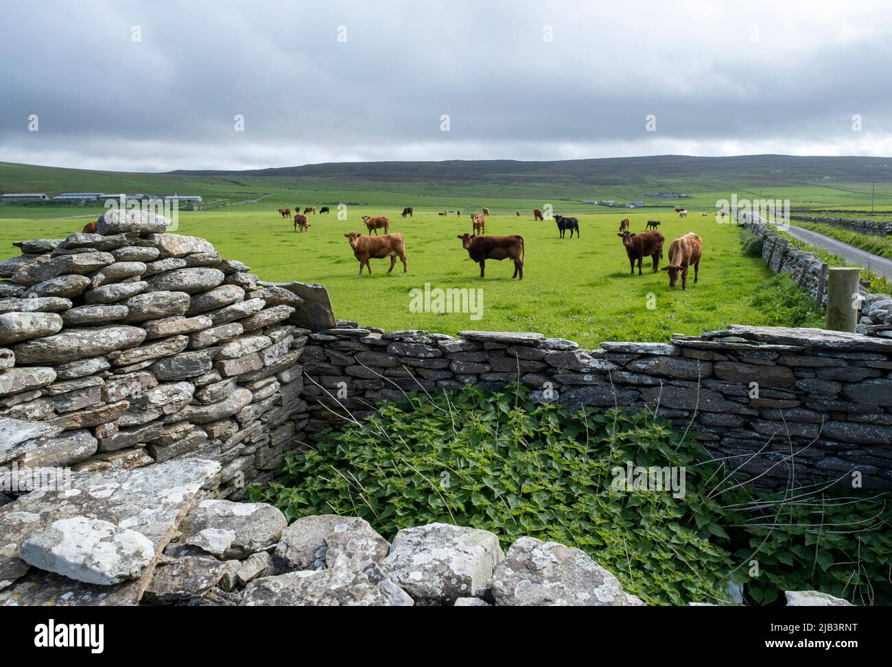 Bétail en pâturage dans un champ sur l'île de Rousay, Orcades, Écosse. Banque D'Images