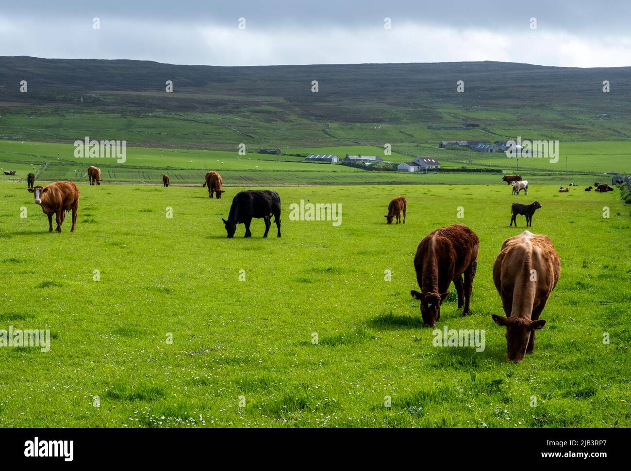 Bétail en pâturage dans un champ sur l'île de Rousay, Orcades, Écosse. Banque D'Images