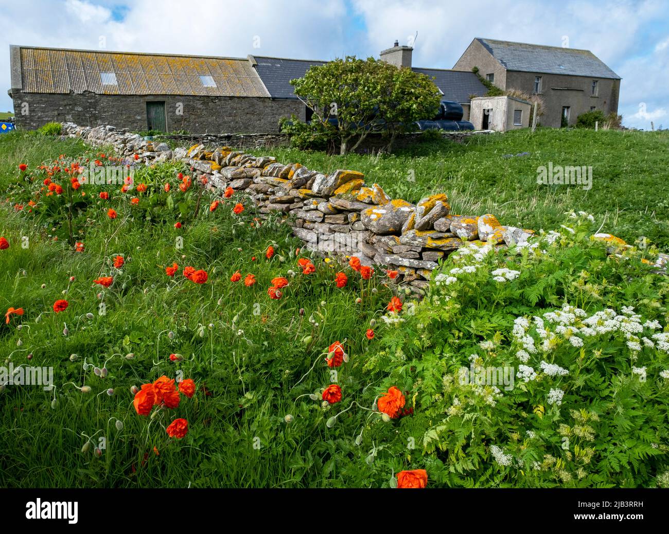 Fleurs sauvages en fleur sur une ferme de la baie de Saviskaill, île de Rousay, îles Orcades, Écosse Banque D'Images