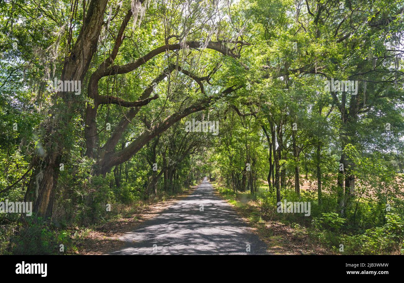 Excursion BackRoads dans le centre-nord de la Floride avec d'anciennes maisons de ferme abandonnées et des routes étroites de terre à travers la canopée forestière et les terres agricoles. Banque D'Images