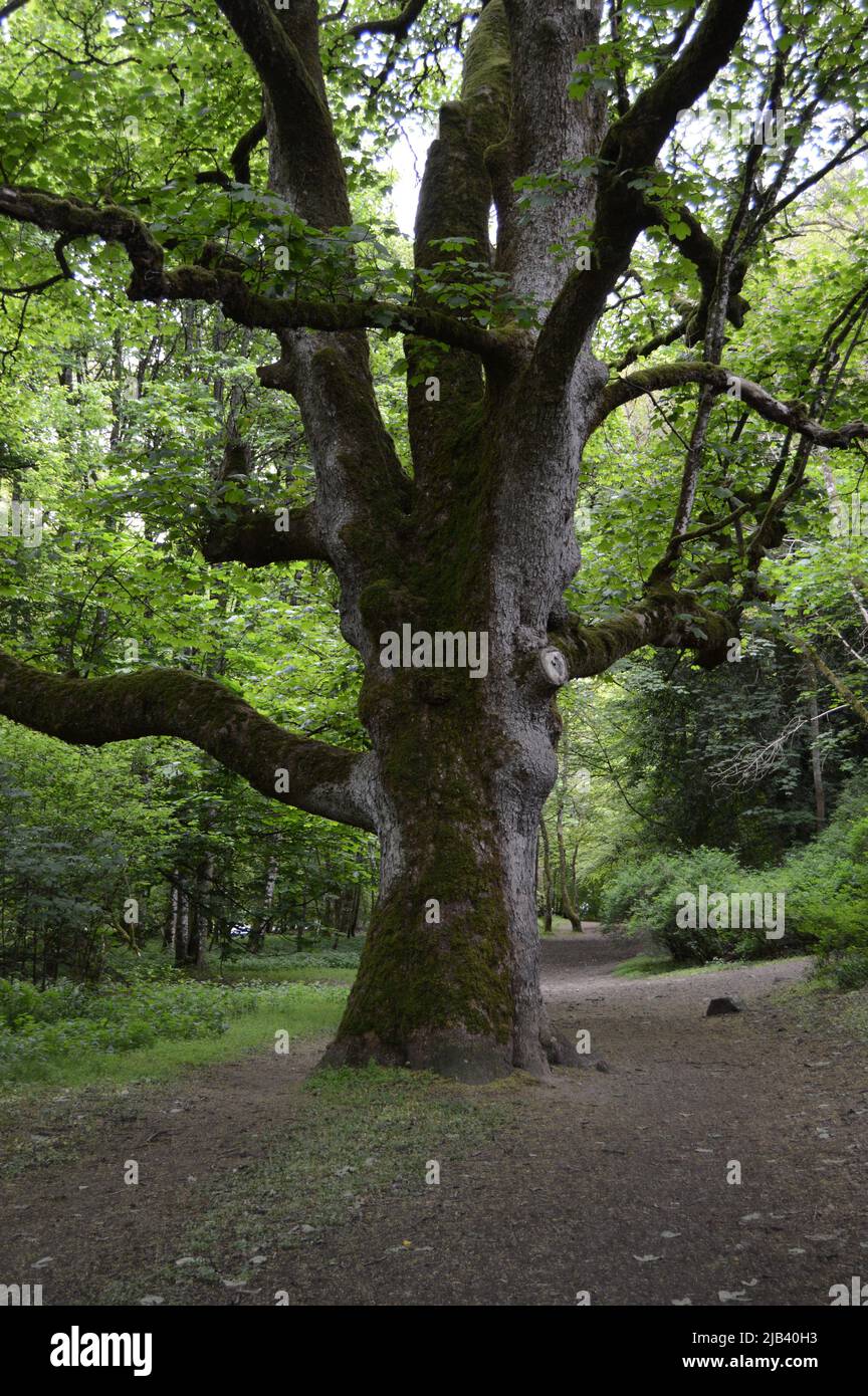 Chemin Riverside à Birnam, Perthshire, rive sud de la rivière Tay Banque D'Images