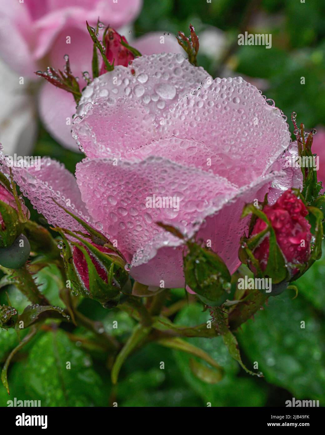 Gouttelettes d'eau sur les fleurs et les feuilles de rose arbustives - gouttes d'eau sur les pétales et les feuilles de fleurs - raindrop et raindrops sur les plantes - Rosaceae - Rosa Banque D'Images