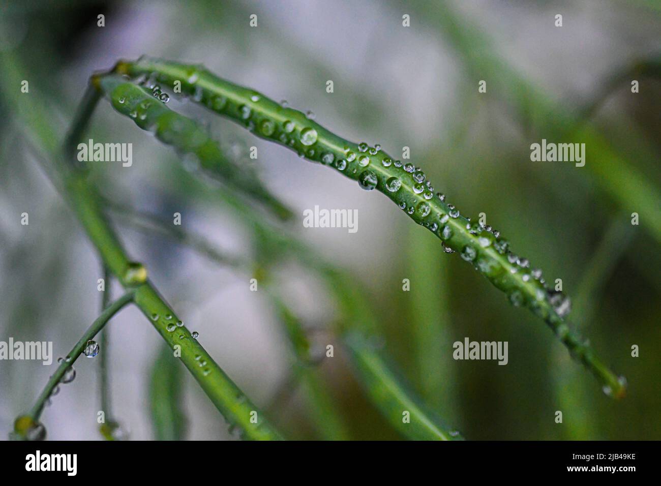 Gouttelettes d'eau sur la gousse de graines de kale Brassica oleracea aka graines de choux de feuilles - gouttes d'eau sur les pétales de fleurs et les feuilles - raindrop et raindrops sur les plantes Banque D'Images