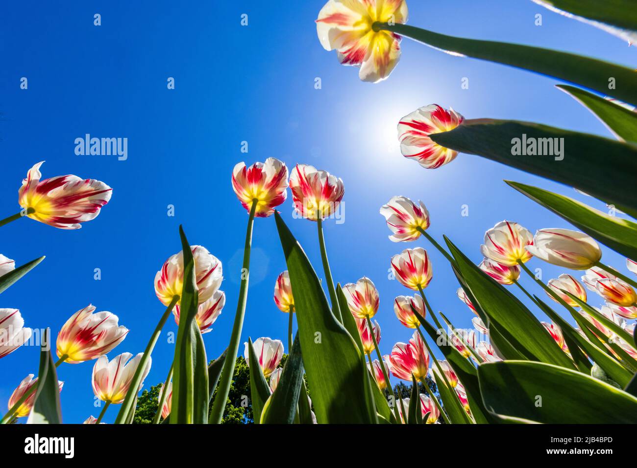 Tulipes spectaculaires au printemps, vue grand angle Banque D'Images
