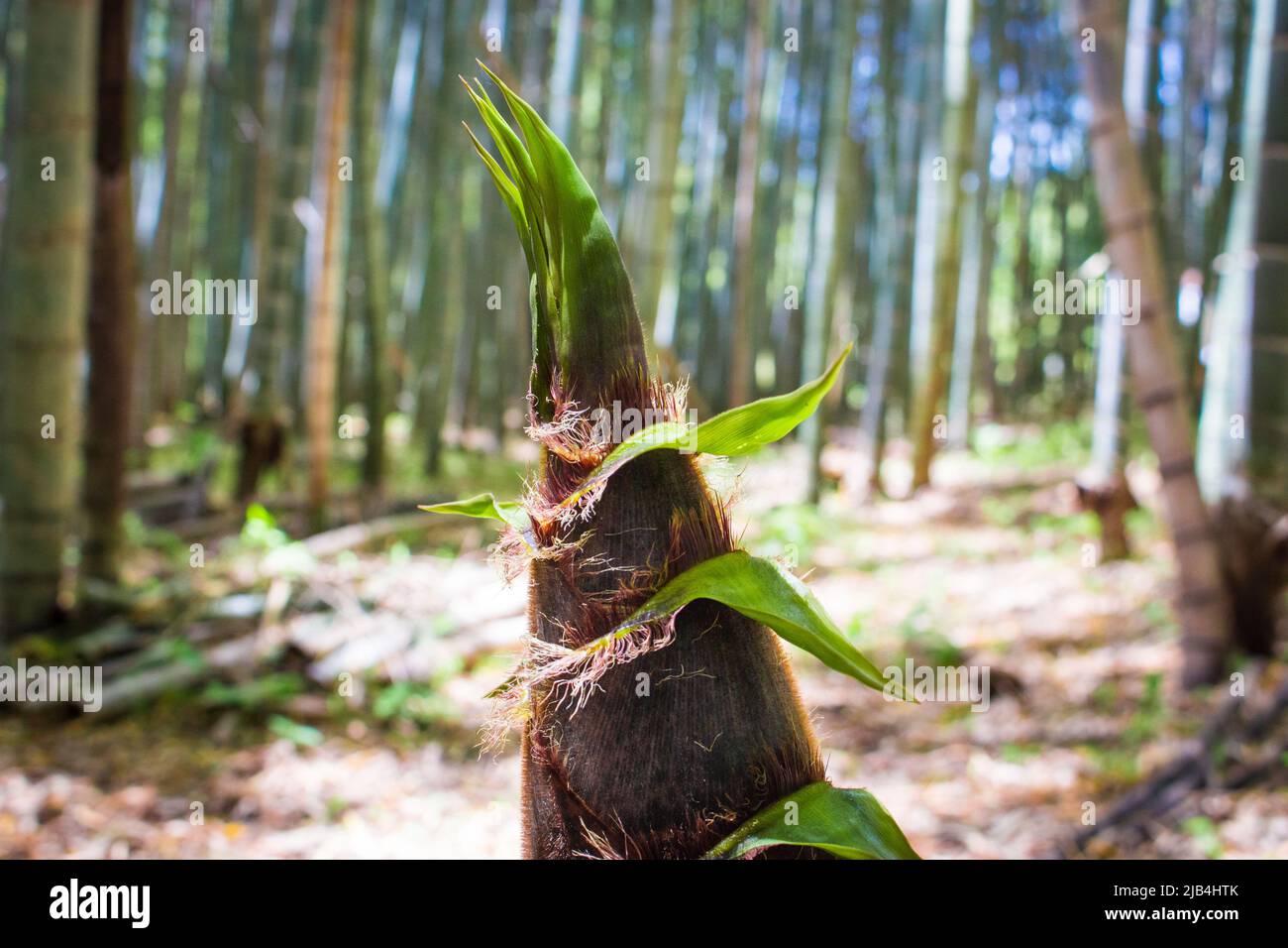 Jeunes bambous (Takenoko, pousse de bambou) dans une bosquet de bambou privé à Nankan, Tamana, Kumamoto, Japon. Banque D'Images