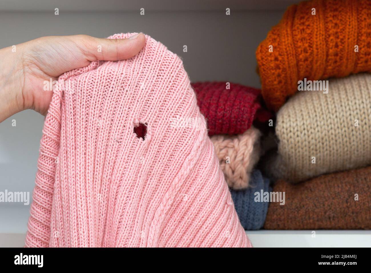 Femme courte main tenant le tissu tricoté de laine avec trou mangé par papillon sur la garde-robe avec les piles de tissu sur l'étagère Banque D'Images