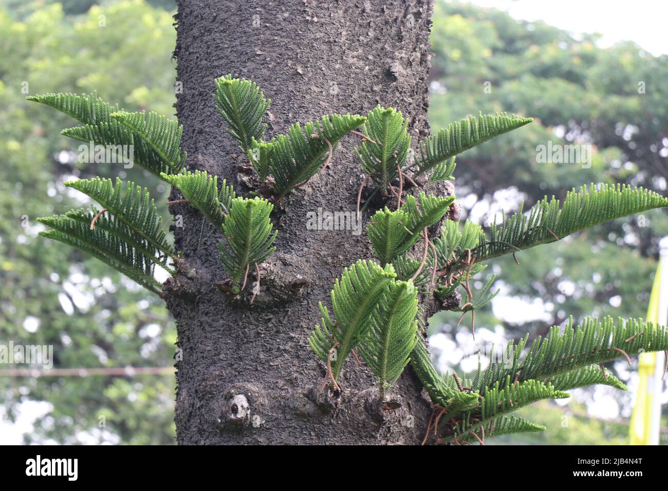 De petites branches sont cultivées sur des troncs de sapin populairement connu sous le nom d'arbre de Noël Banque D'Images