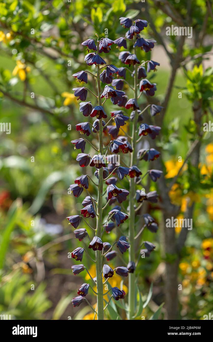 Couronne impériale perse (Fritilaria persica), jardin botanique, Erlangen, moyenne-Franconie, Bavière, Allemagne Banque D'Images