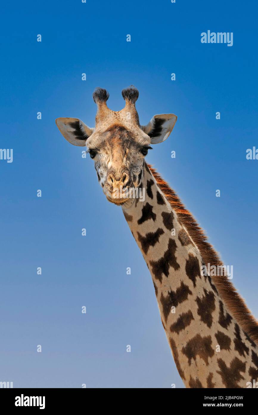 Masai girafe (Giraffa camelopardalis tippelskirchi), portrait, Masai Mara, parc national, Kenya, Afrique de l'est Banque D'Images