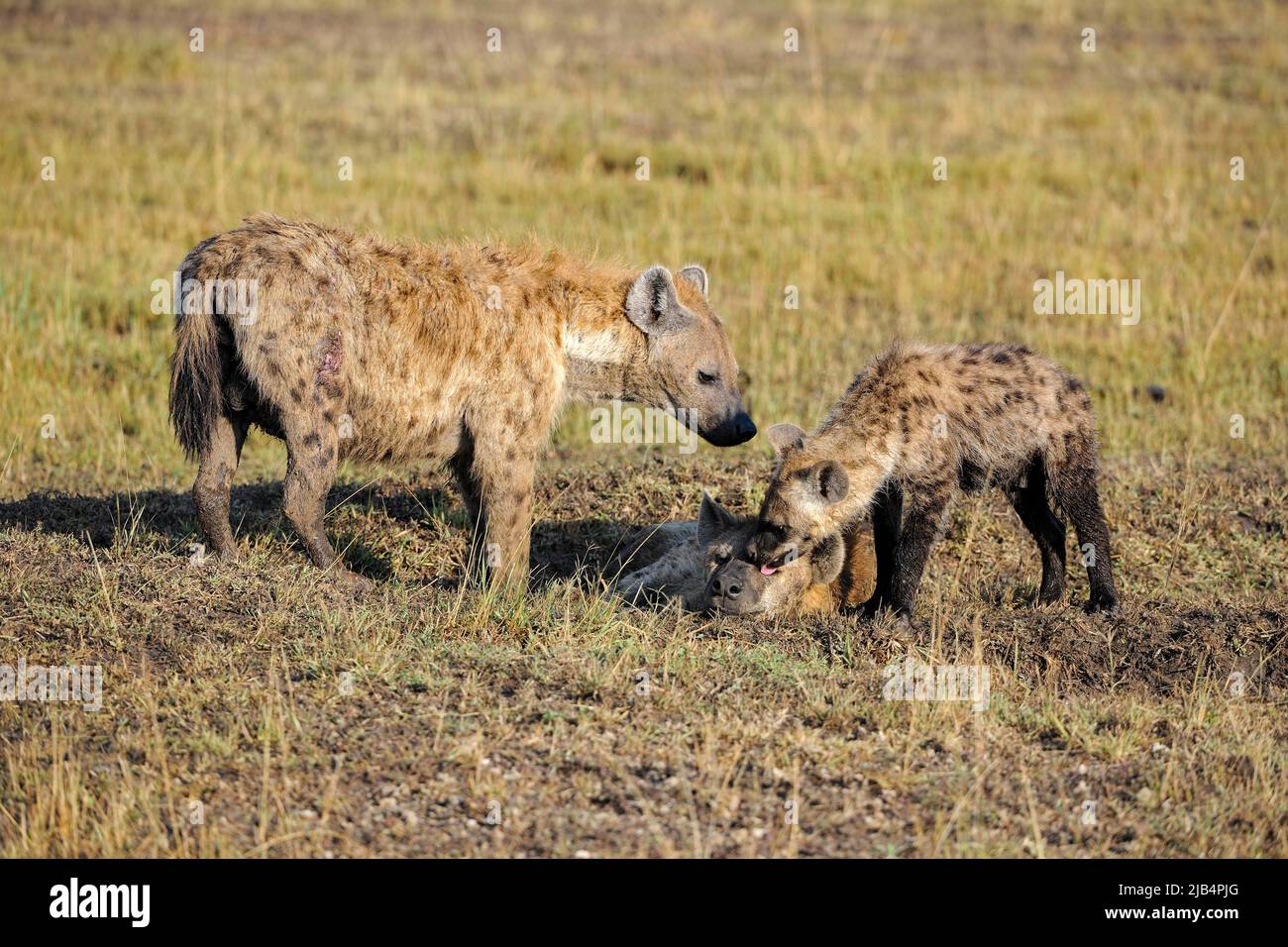 Hyène tachetée (Crocuta crocuta) en début de matinée, famille avec jeunes, Masai Mara, Kenya Banque D'Images