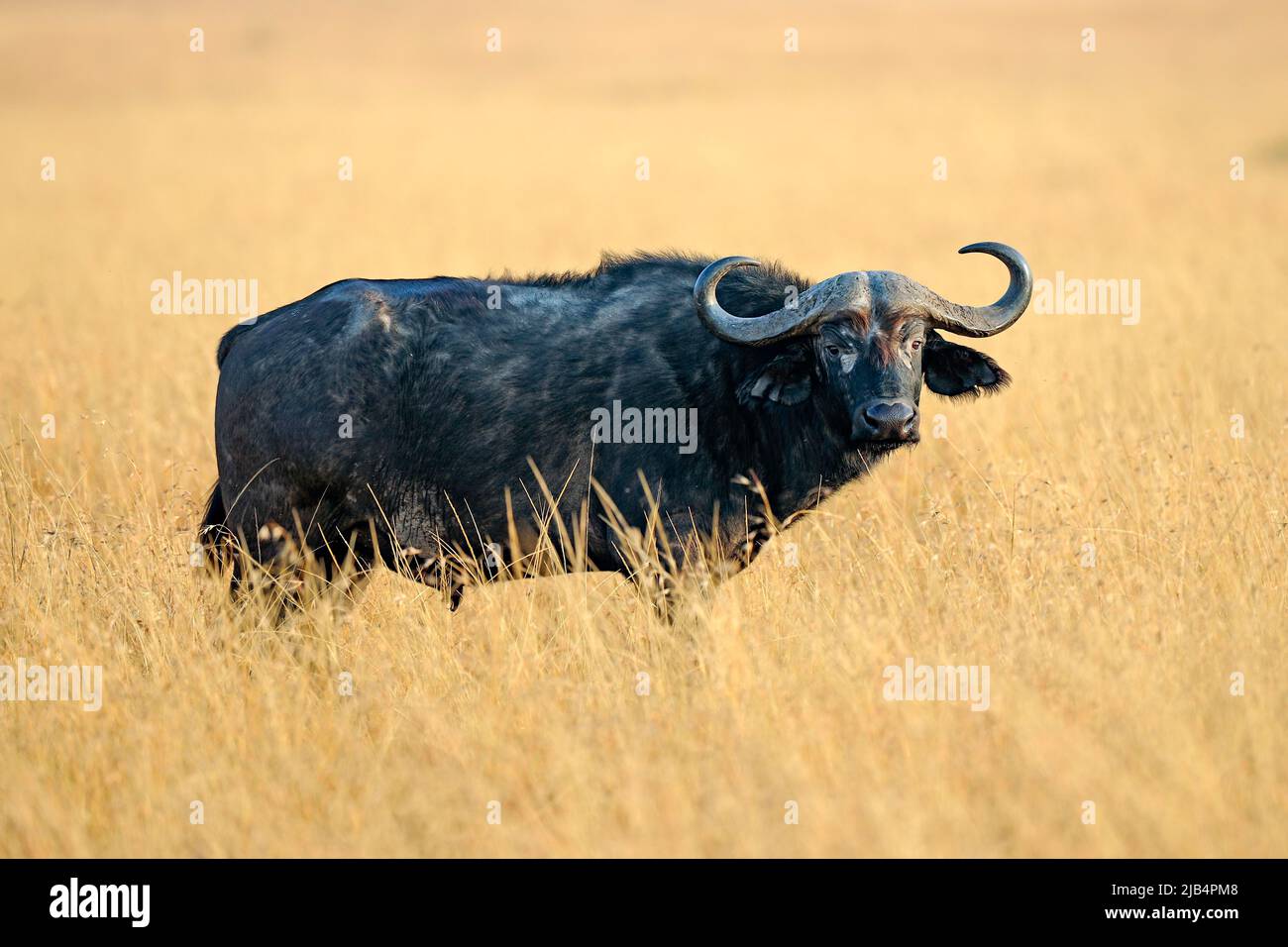 Buffle africain (Syncerus caffer), buffle du Cap en haute herbe, Masai Mara, Kenya Banque D'Images