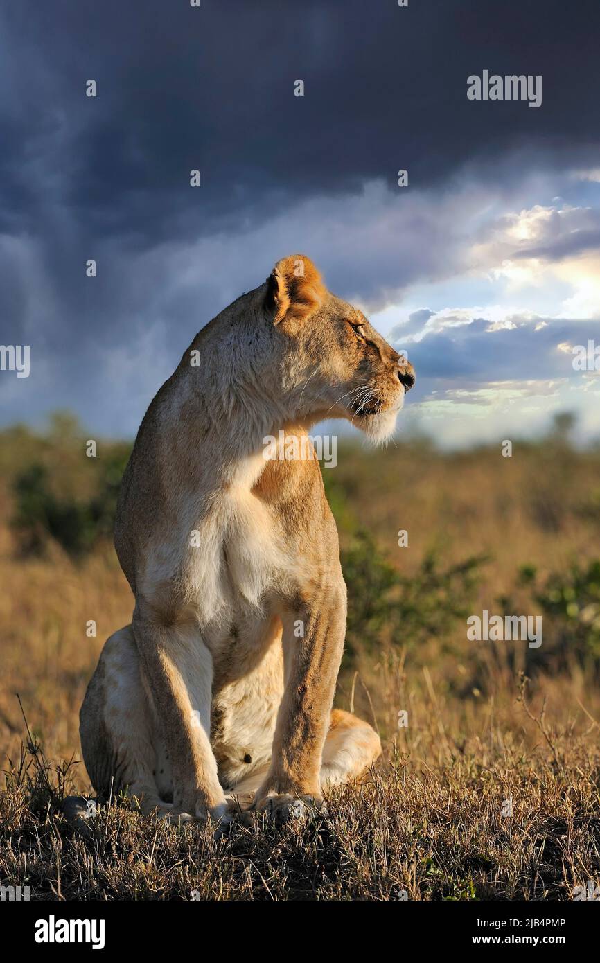 Lion (Panthera leo), femme, gardant un belvédère dans la lumière du matin, réserve nationale de Masai Mara, Kenya, Afrique de l'est Banque D'Images