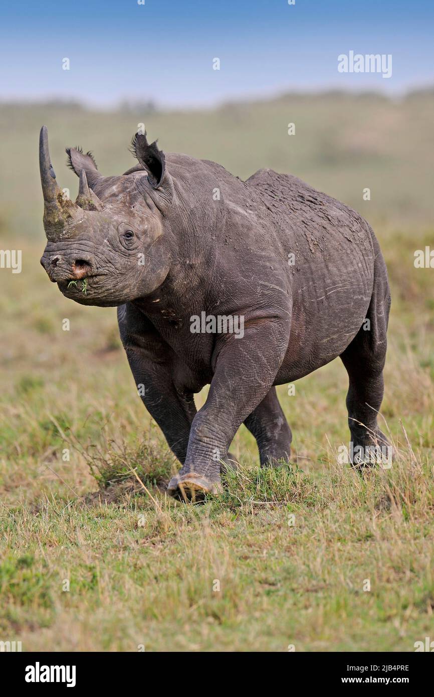 Rhinocéros noirs (Diceros bicornis), Masai Mara, Kenya Banque D'Images