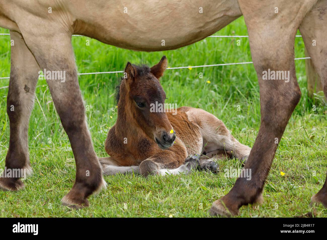 Jeune cheval islandais (Equus islandicus), un petit poulain de quelques heures se reposant dans la protection de la mère jument dans un pré, filly, femelle, animal enfant Banque D'Images