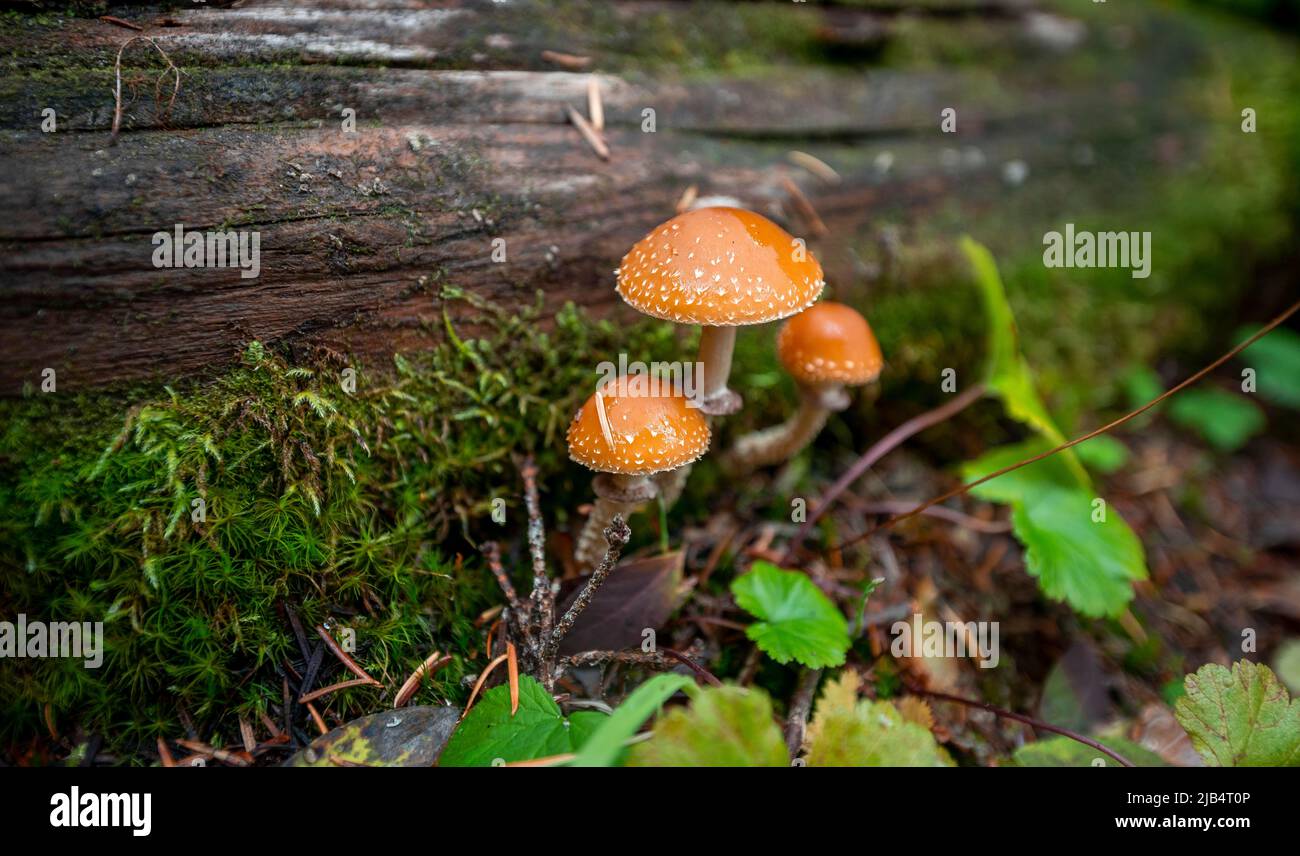 Le champignon de la déchirure squameuse (Leratiomyces squamosus), trois champignons qui poussent sur un arbre tombé, au Canada Banque D'Images