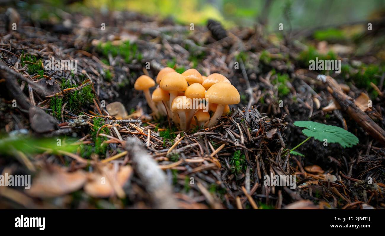 Tuft de conifères (Hypholoma capnoides) à feuilles grises ou à feuilles fumée, groupe de champignons qui pousse sur le plancher forestier, Canada Banque D'Images