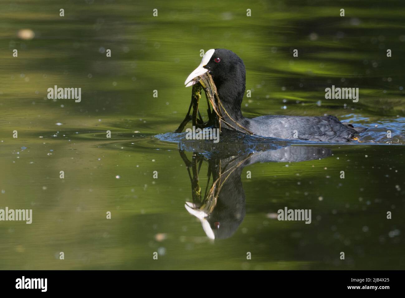 Foulque eurasienne (Fulica atra), nageant, avec du matériel de nidification dans le bec, Texel, Norholland, pays-Bas Banque D'Images