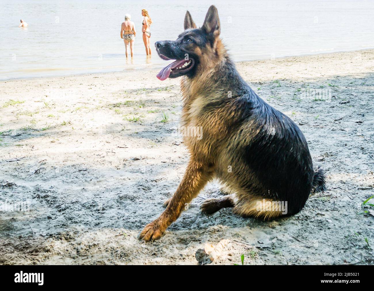 Portrait d'un berger allemand sur une plage de sable sauvage sur le Danube. Banque D'Images