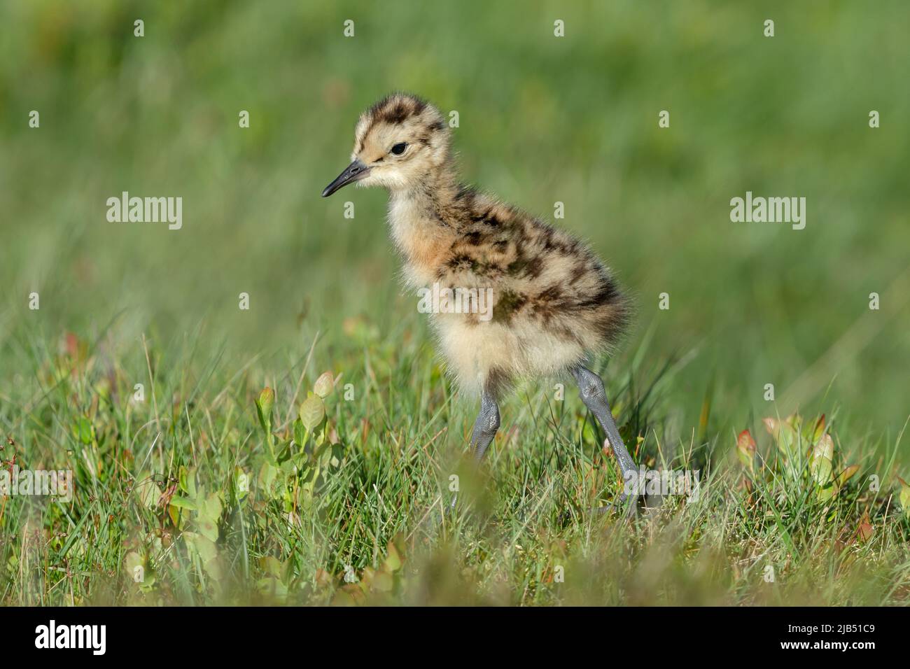 Curlew chick, nom scientifique: numenius arquata. Très jeune, le courlis chiche dans l'habitat naturel de la gélinotte, orienté vers la gauche. Les Courlis sont en déclin Banque D'Images