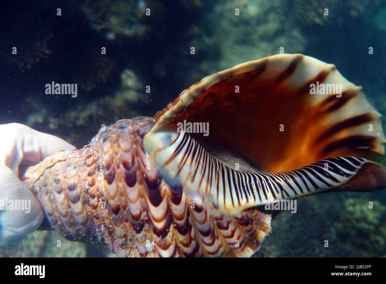 Live triton Shell (Charonia tritonis) sous l'eau à Fitzroy Island, Grande barrière de corail, Queensland, Australie Banque D'Images