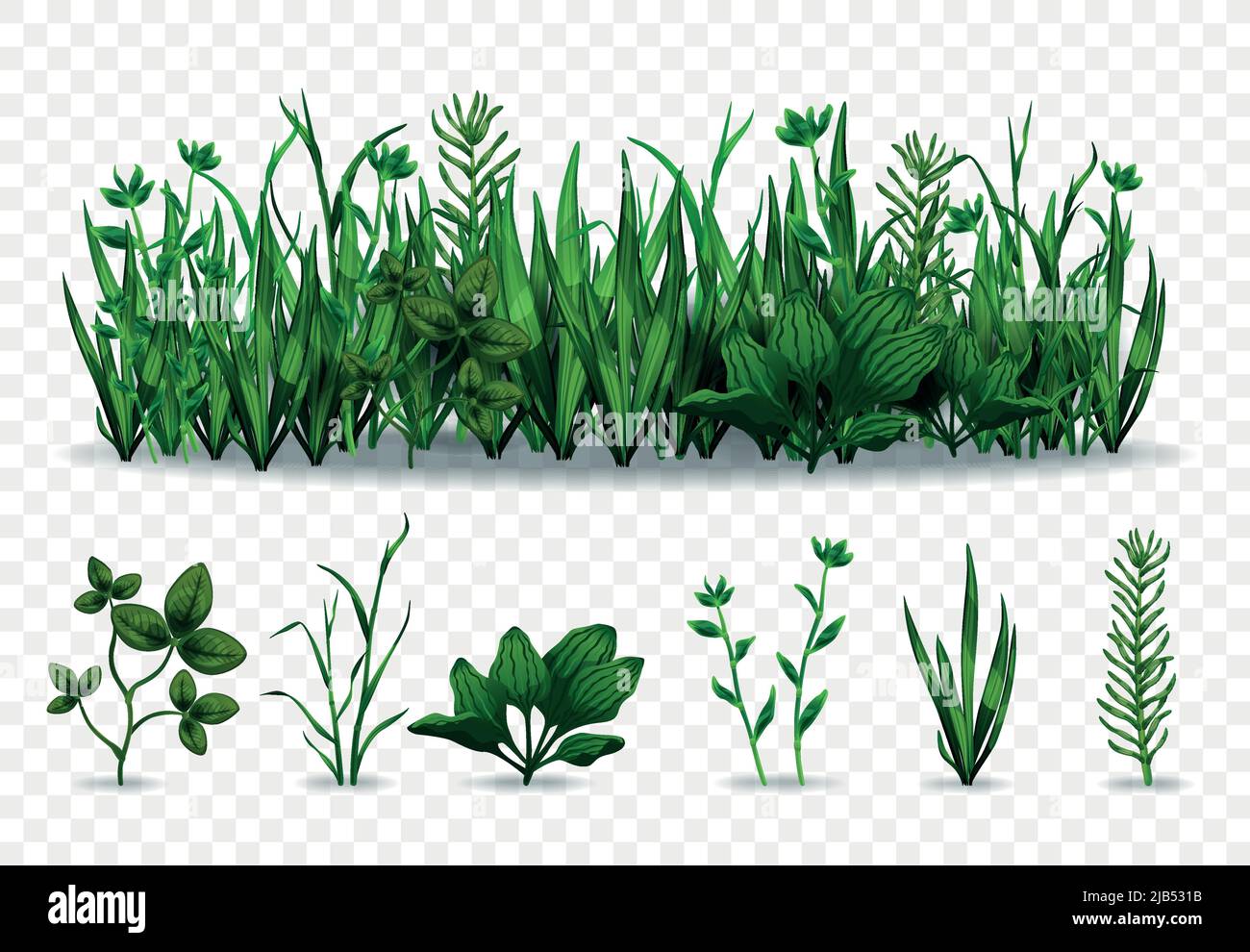 Ensemble réaliste d'herbes vertes séparées et de prairie avec diverses herbes isolées sur fond transparent illustration vectorielle Illustration de Vecteur