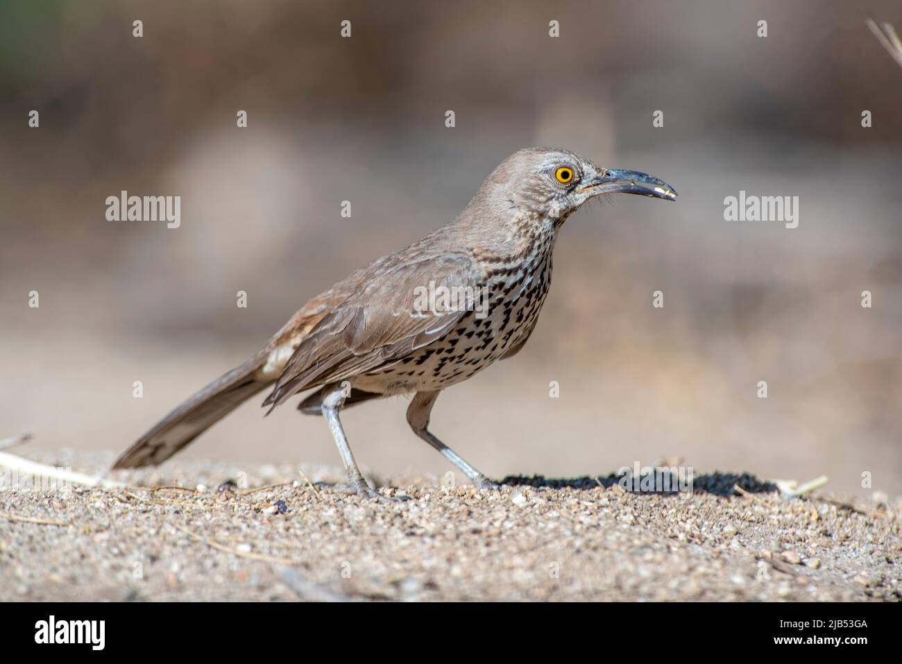 thrasher gris sur le sol à la recherche de graines à baja california sur mexico Banque D'Images