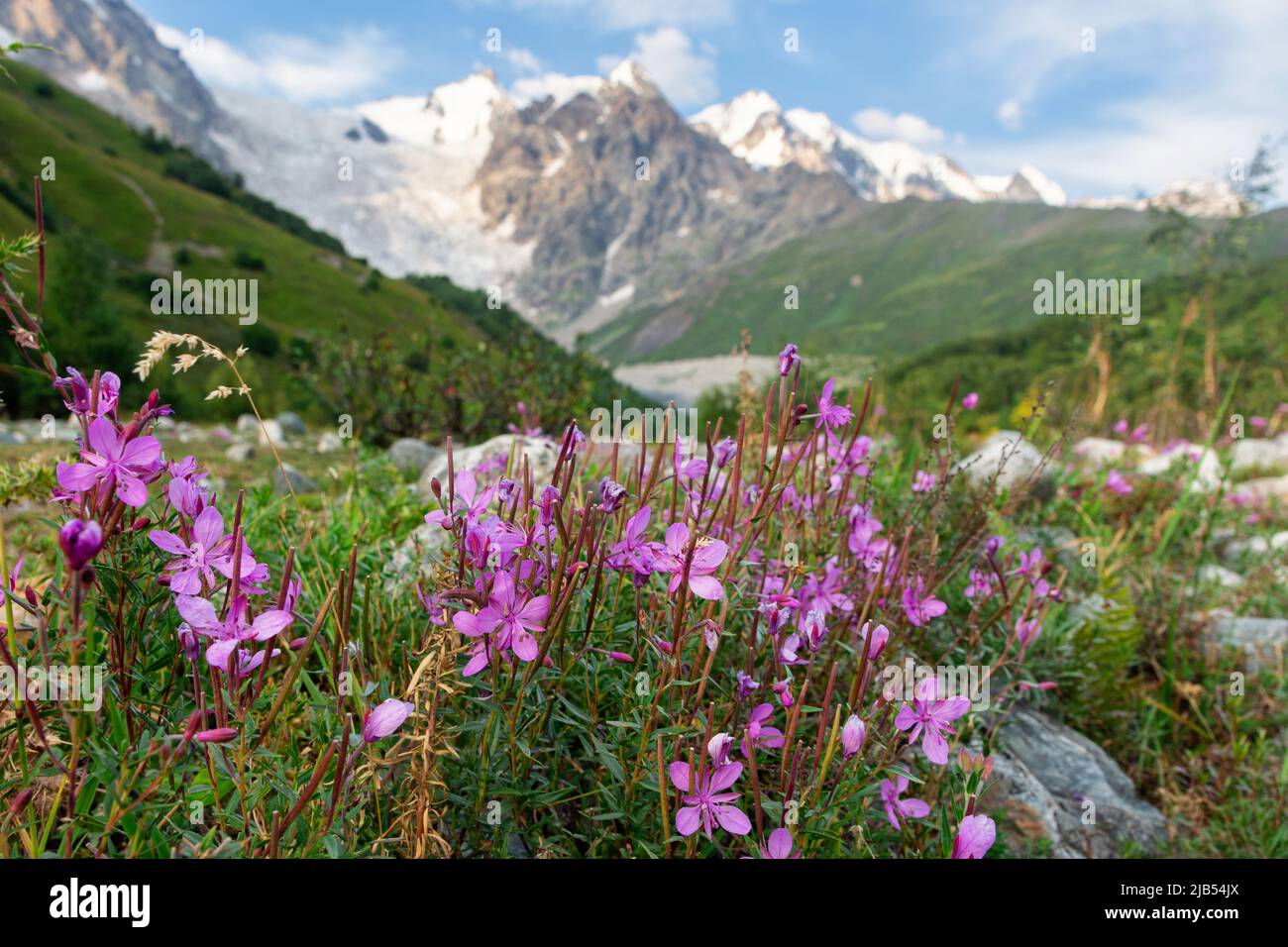 Fleurs sur un fond de montagnes du Caucase, vallée de la montagne, glacier d'Adisha, Svaneti, Caucase, Géorgie Banque D'Images